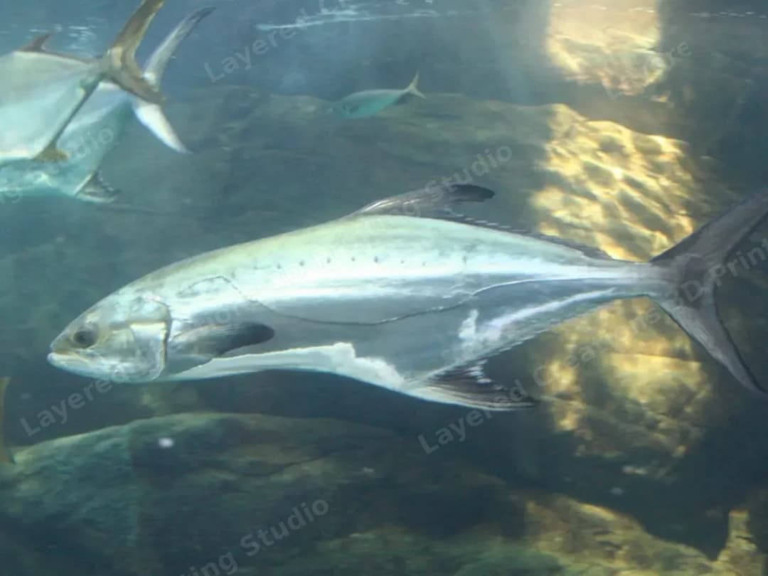Reference photograph of the fish species swimming